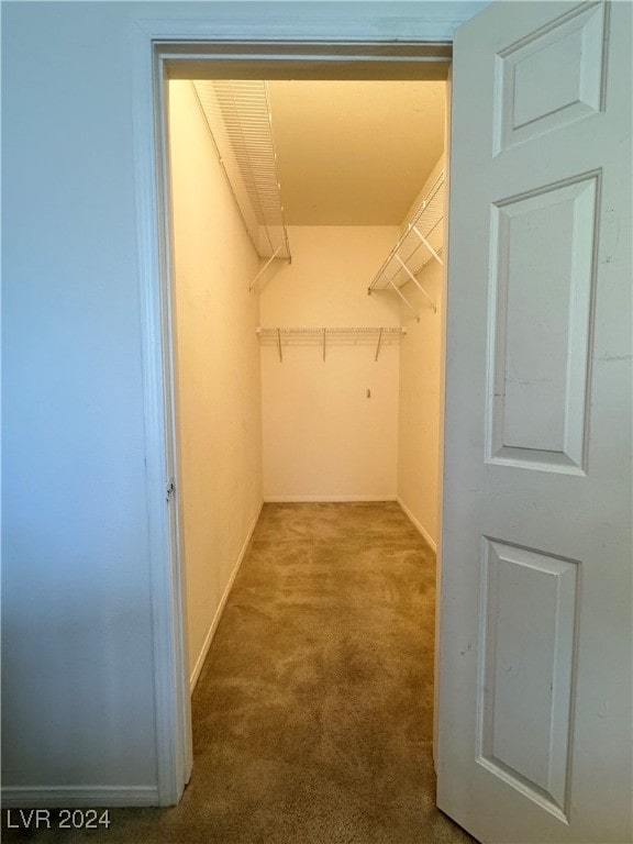 spacious closet featuring carpet