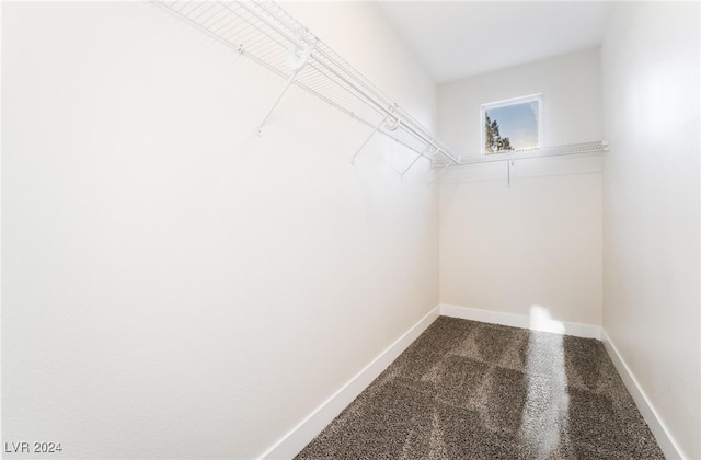 spacious closet featuring carpet flooring