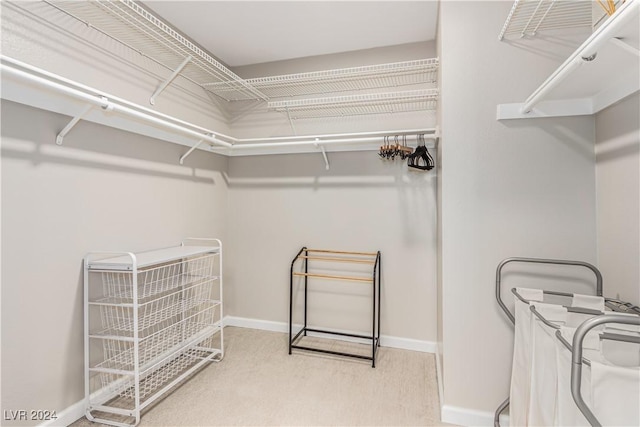 spacious closet featuring carpet