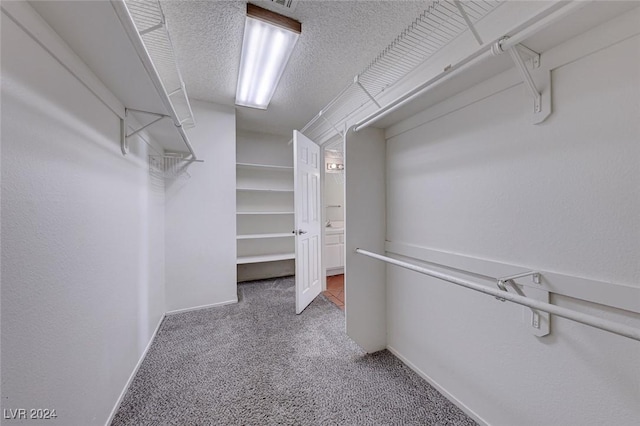 walk in closet featuring carpet flooring