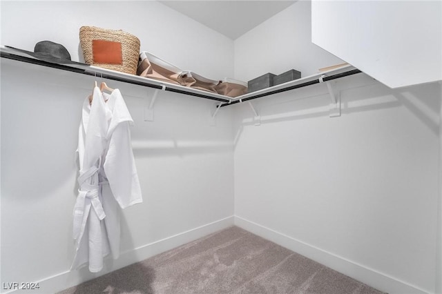 spacious closet featuring carpet flooring