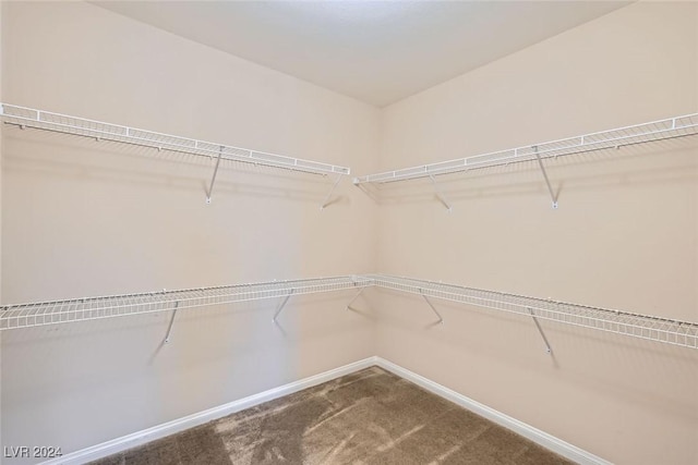 spacious closet featuring carpet