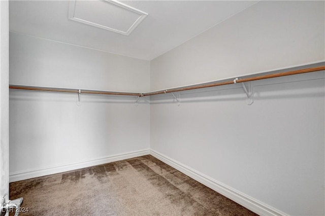 spacious closet featuring carpet flooring