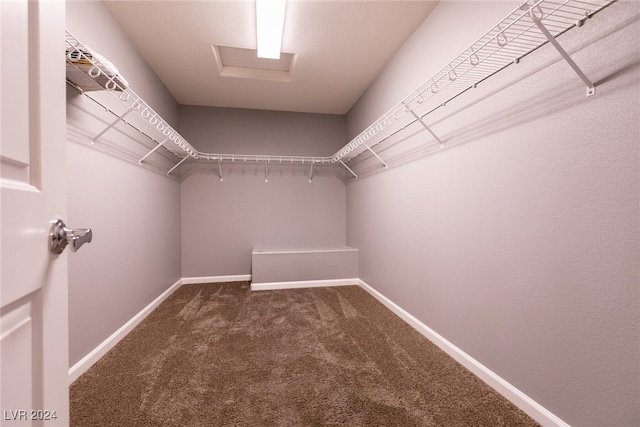 walk in closet featuring carpet flooring