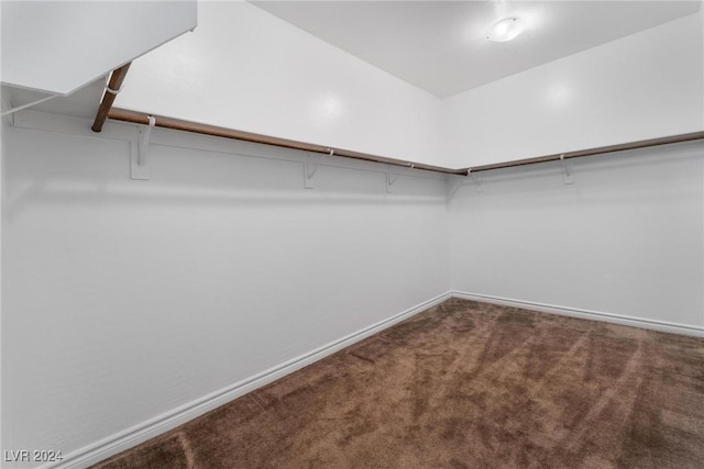 spacious closet featuring carpet flooring