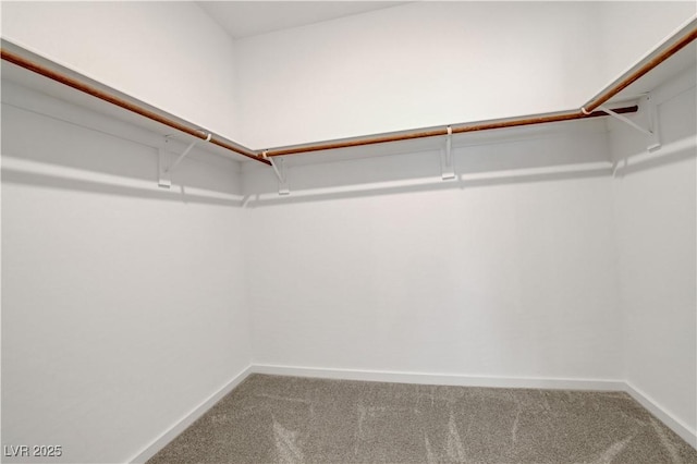 spacious closet featuring carpet