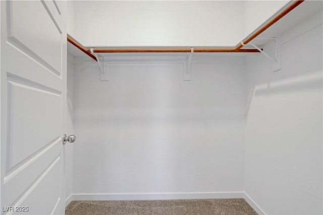 walk in closet featuring carpet floors