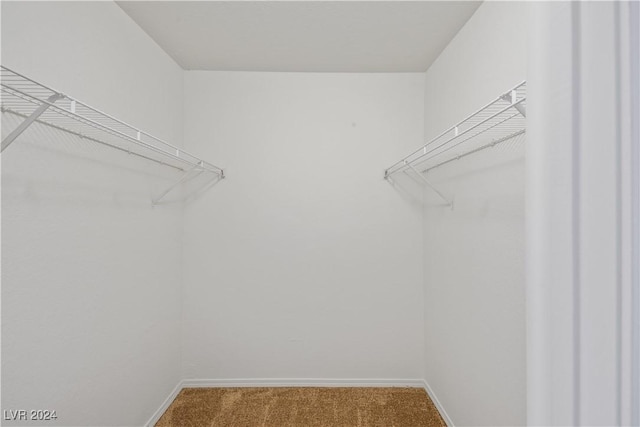 spacious closet featuring carpet