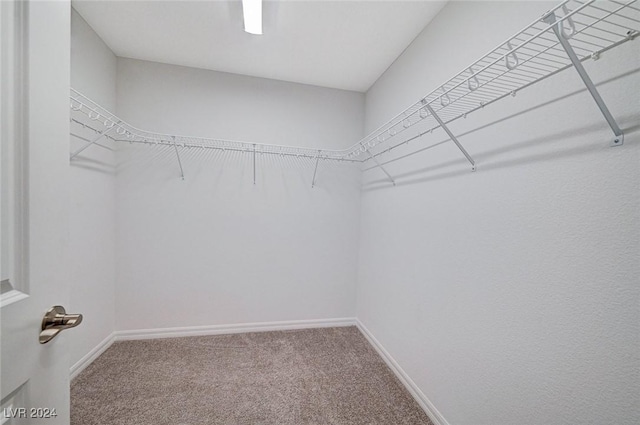 spacious closet featuring carpet