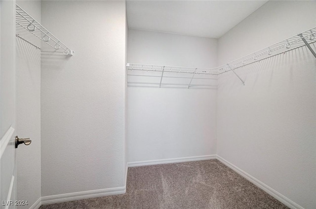 spacious closet featuring carpet floors