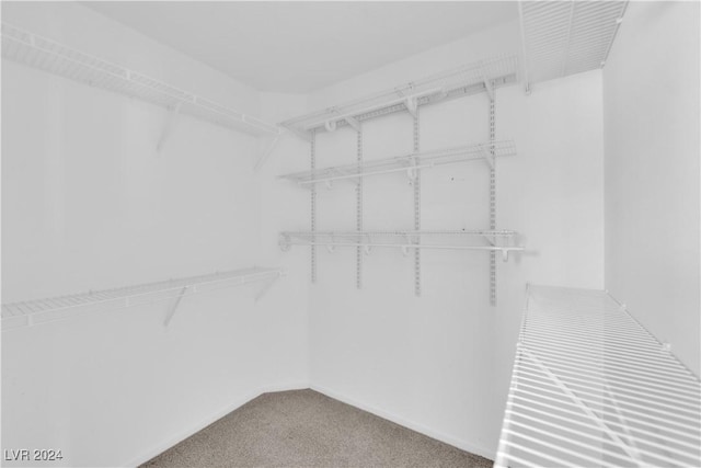 walk in closet featuring carpet flooring