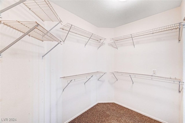 walk in closet featuring carpet floors