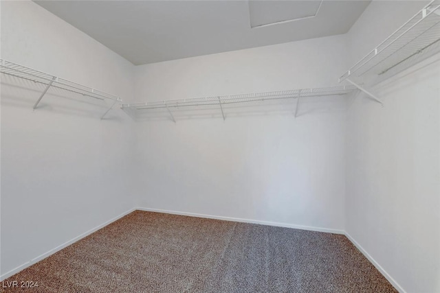 spacious closet featuring carpet