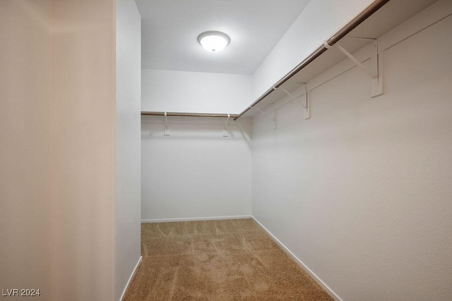 spacious closet with carpet