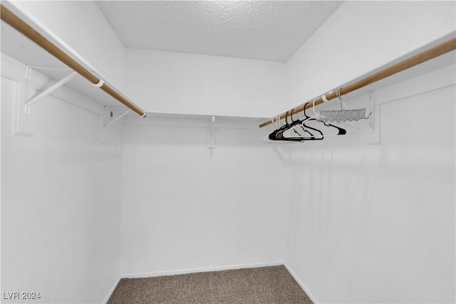 spacious closet featuring carpet