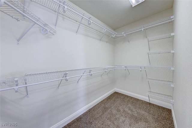 walk in closet featuring carpet floors