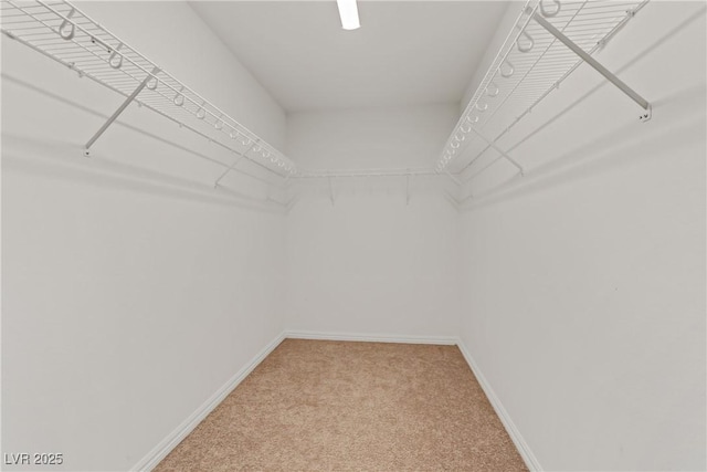 walk in closet with light carpet