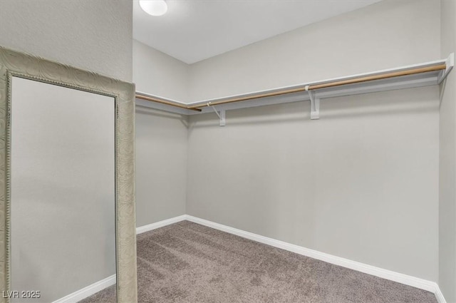 spacious closet featuring carpet floors