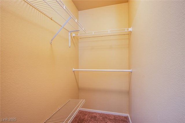 walk in closet with carpet floors