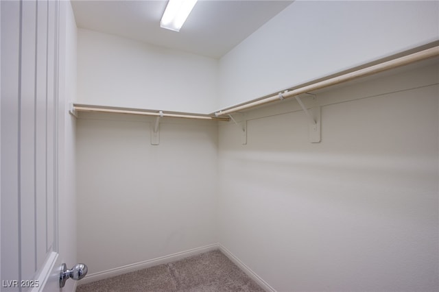 walk in closet featuring carpet flooring