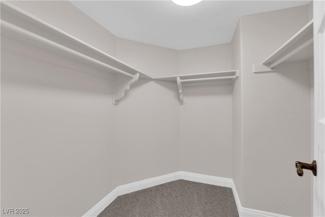 spacious closet featuring carpet