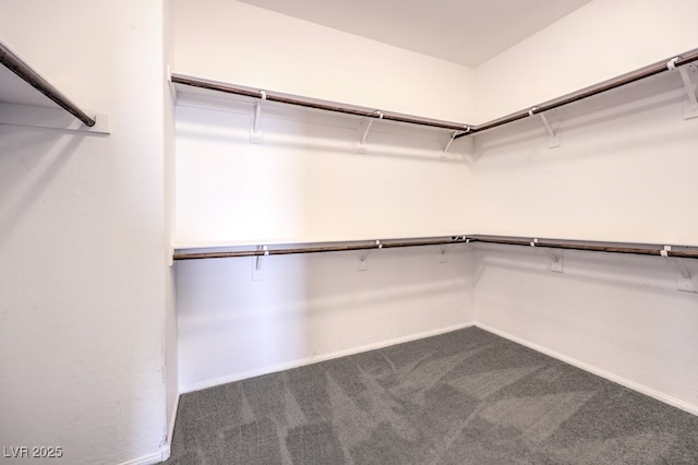 walk in closet featuring carpet flooring