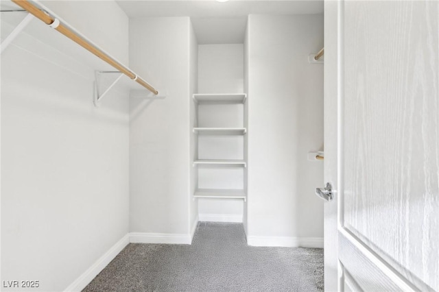 spacious closet featuring carpet flooring