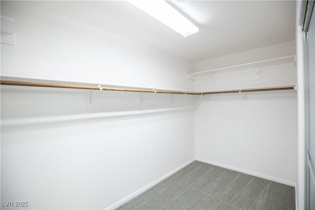 spacious closet with carpet