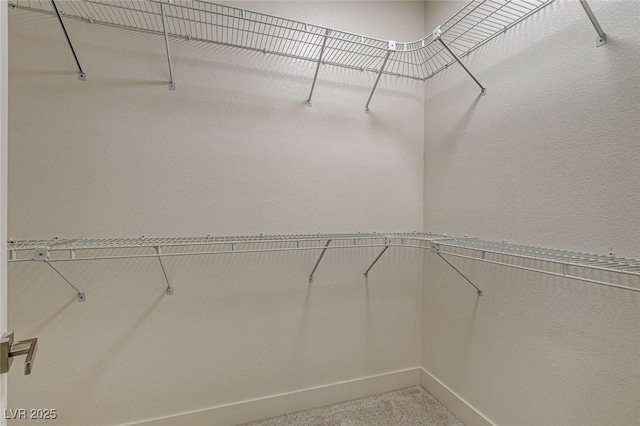 walk in closet with carpet flooring