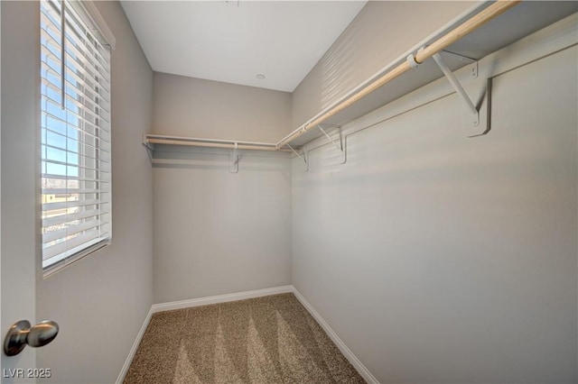 spacious closet featuring carpet floors