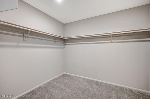 walk in closet featuring carpet floors