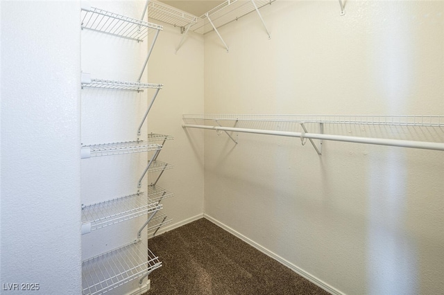 spacious closet featuring carpet flooring