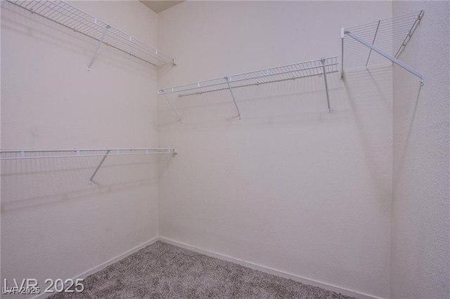 walk in closet with carpet flooring