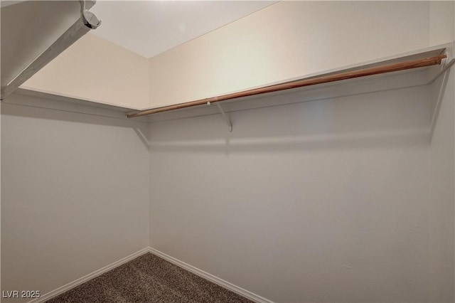 walk in closet featuring carpet floors