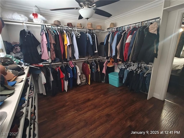 spacious closet featuring ceiling fan and dark hardwood / wood-style flooring