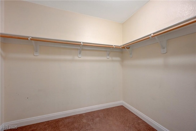 walk in closet featuring carpet flooring