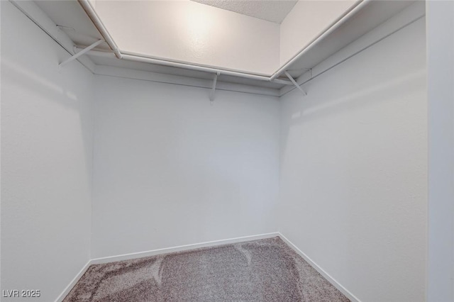 spacious closet featuring carpet