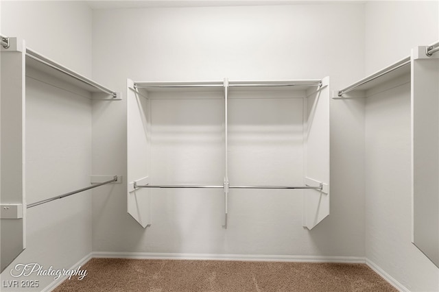 spacious closet featuring carpet