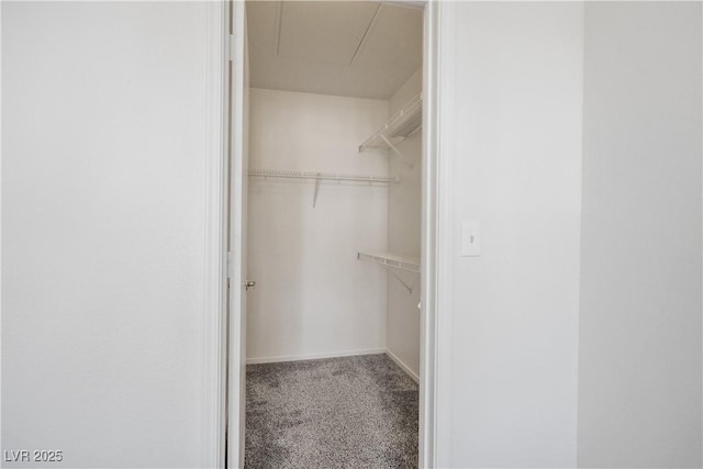 walk in closet featuring attic access and carpet
