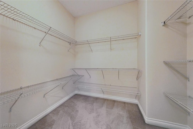 spacious closet featuring carpet flooring