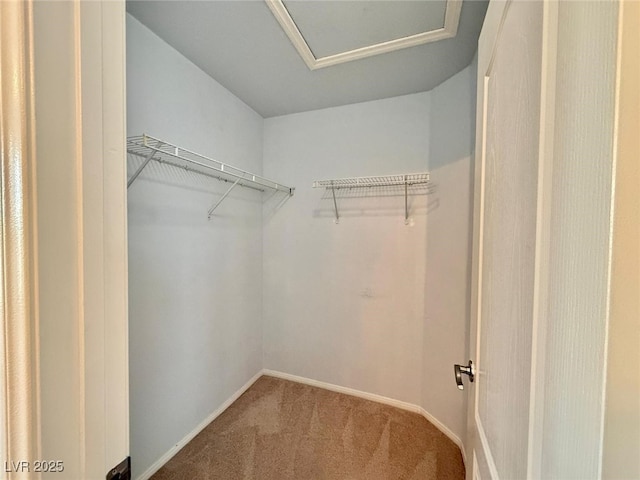 spacious closet featuring carpet floors