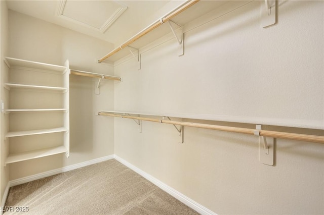 spacious closet featuring carpet floors