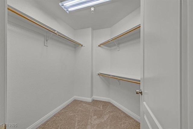 walk in closet with light carpet