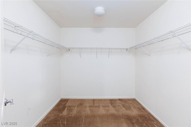 spacious closet featuring carpet floors