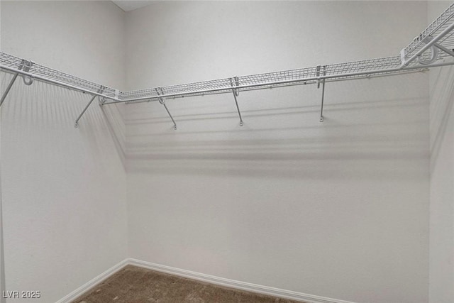 spacious closet featuring carpet floors