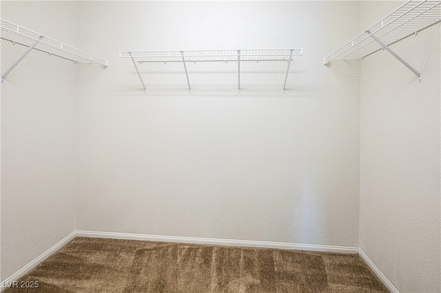 walk in closet featuring carpet floors