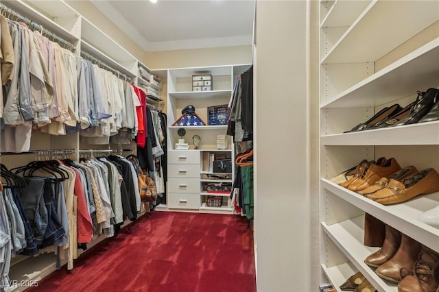 walk in closet with carpet flooring