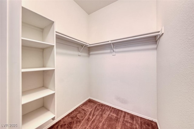 spacious closet featuring carpet