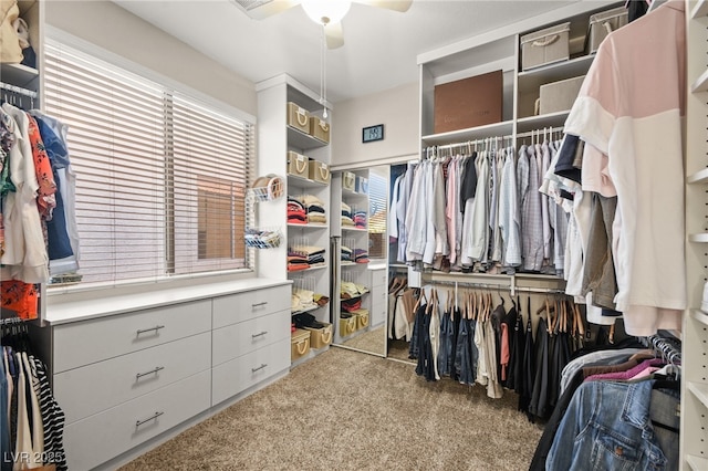 spacious closet with ceiling fan and light carpet