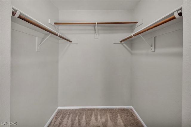 spacious closet featuring carpet floors